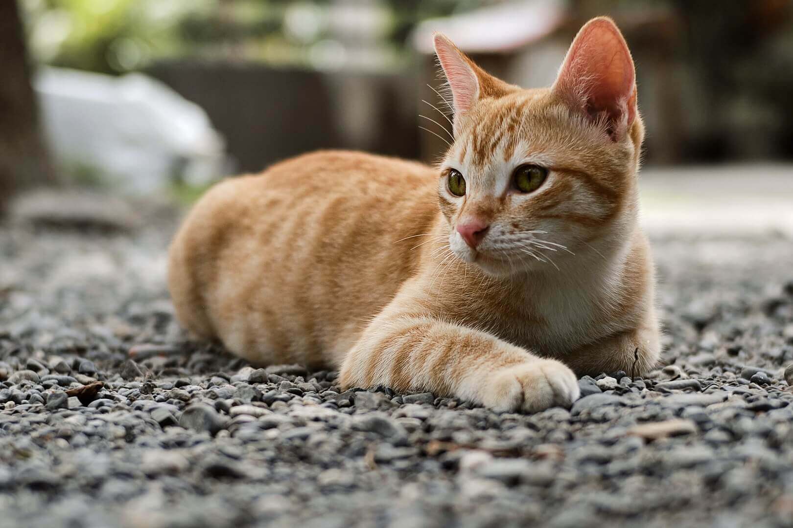 image d'un chat roux