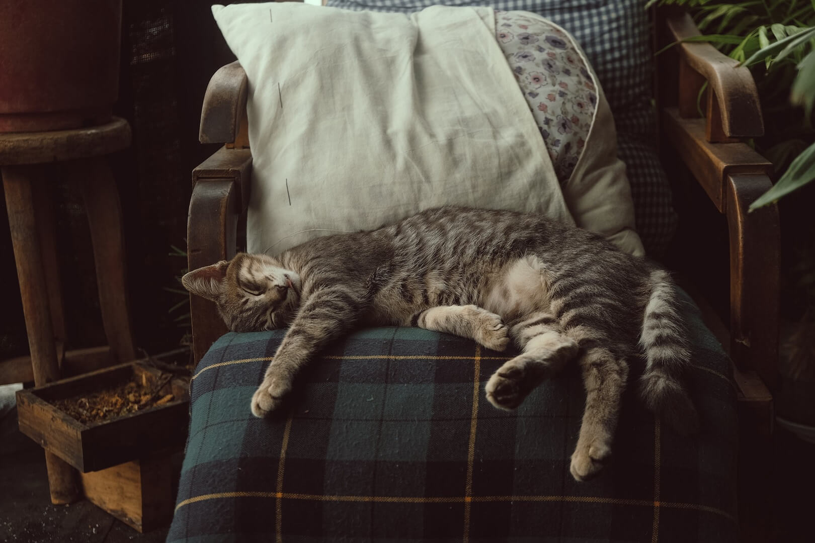image d'un chat couché sur un fauteuil