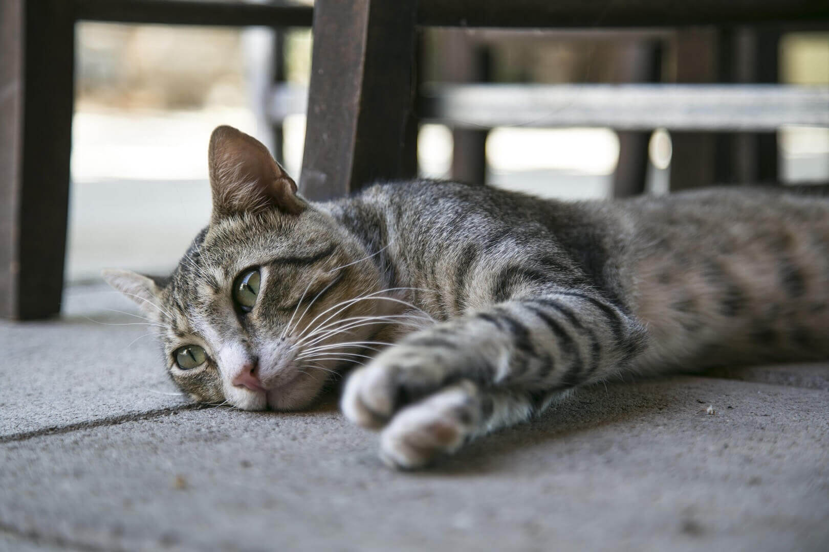 image d'un chat couché au sol