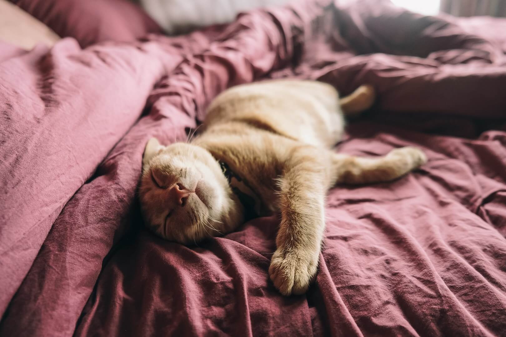 chat qui dort sur un lit
