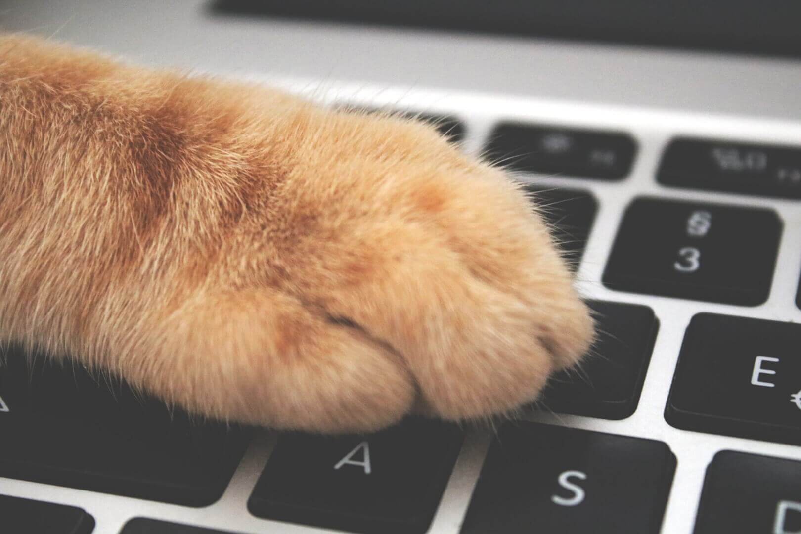 image d'une patte de chat sur un clavier