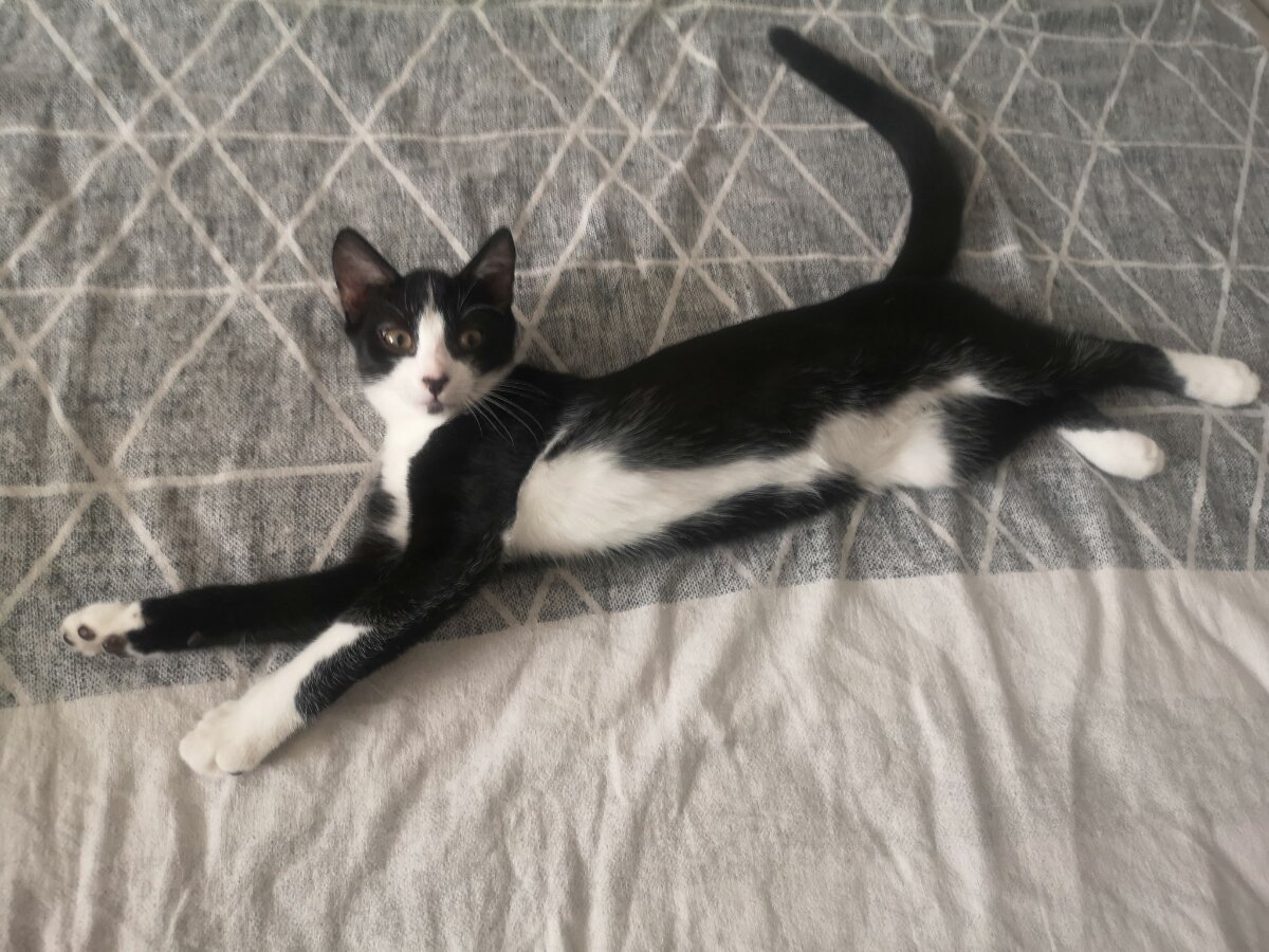 chat