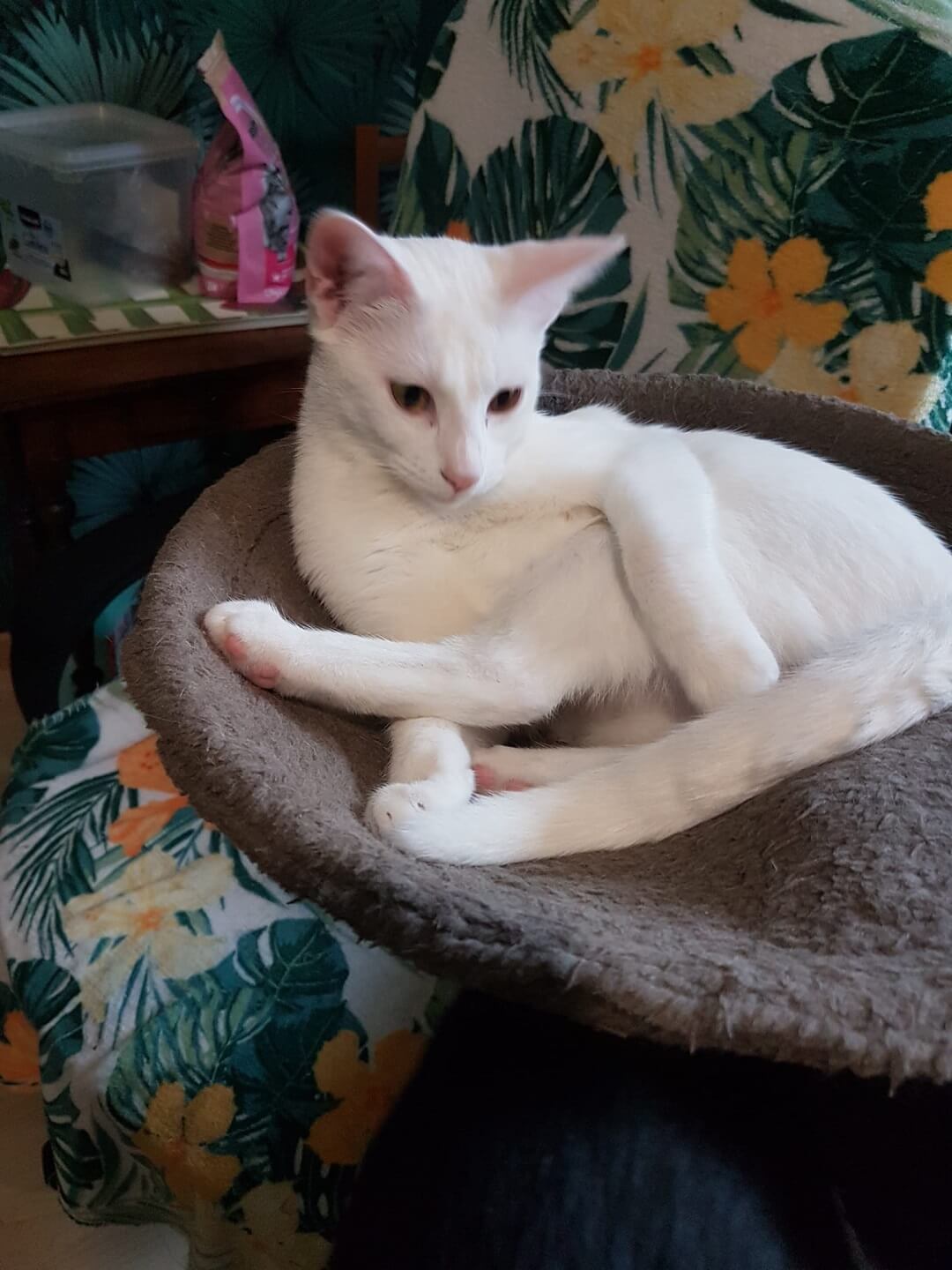 chat