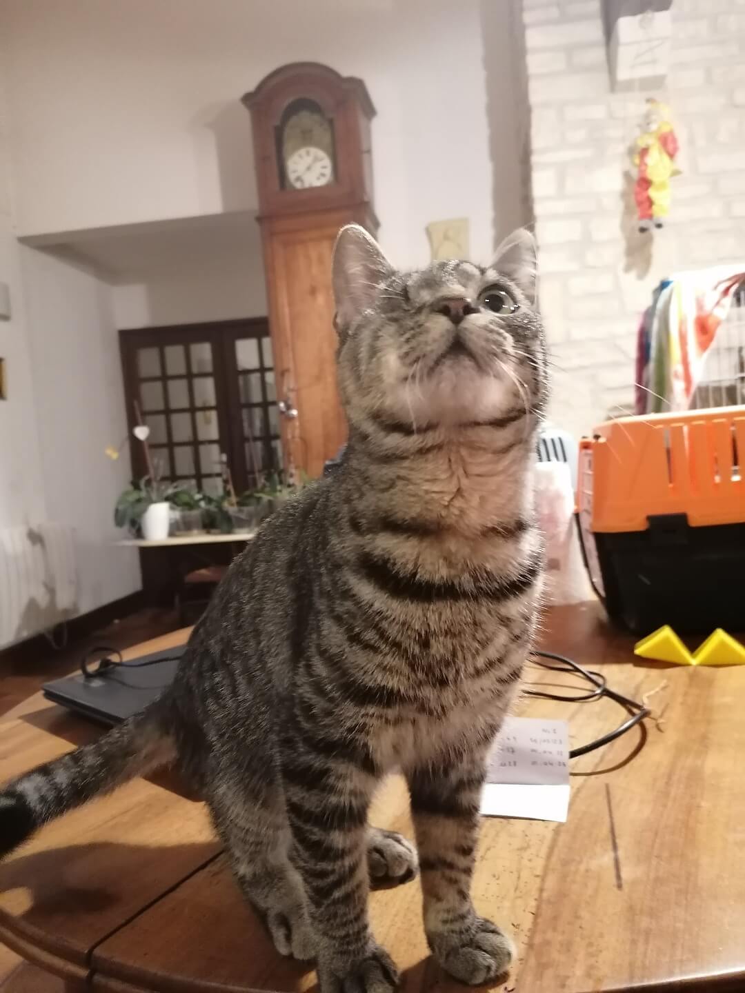 chat