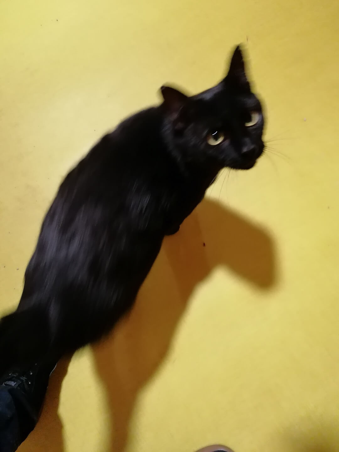 chat