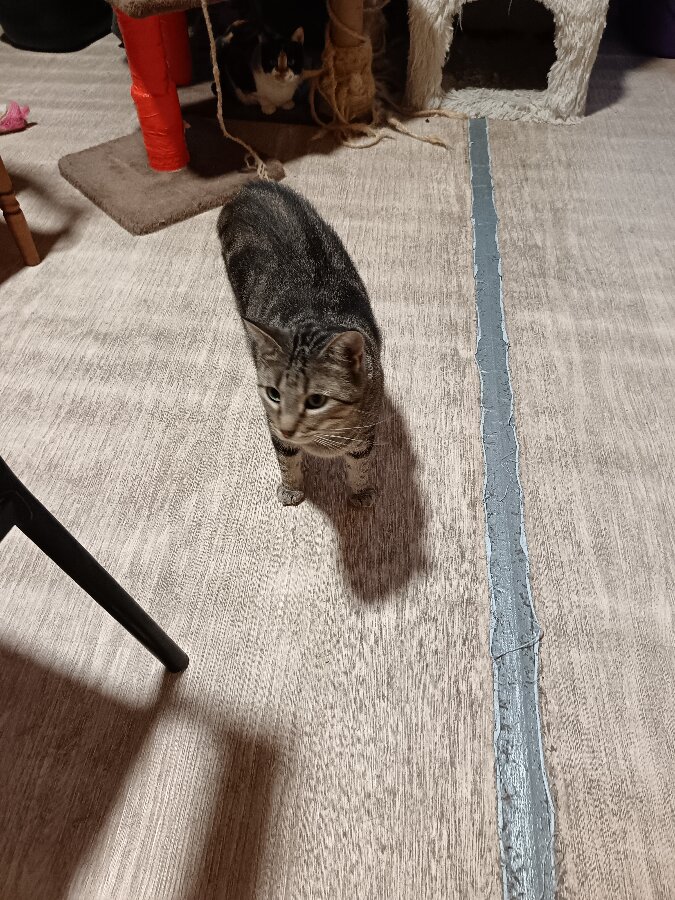chat