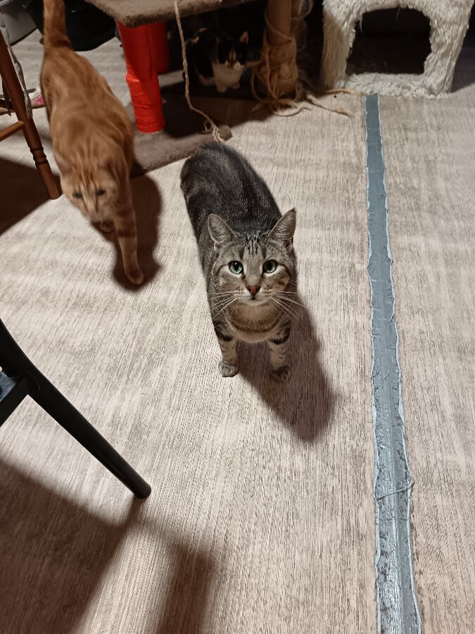 chat
