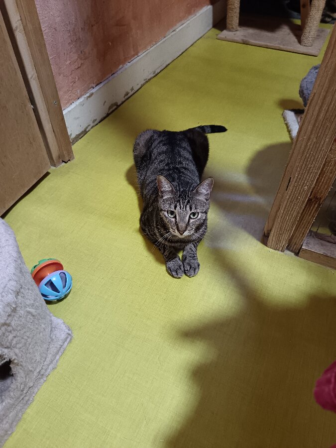 chat