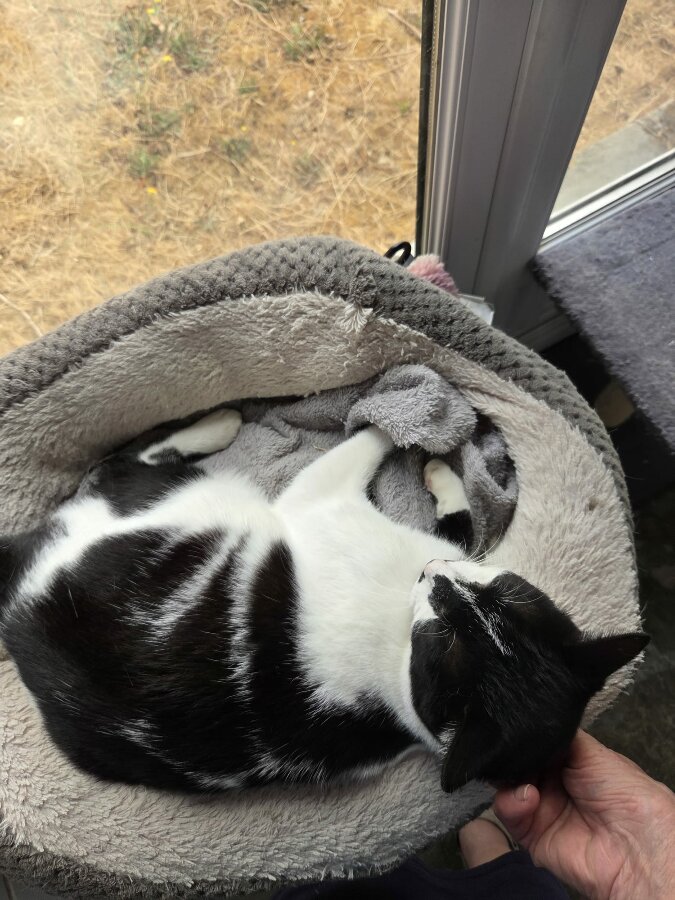 chat