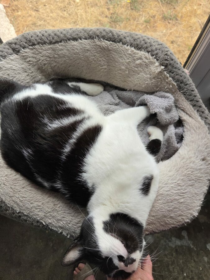 chat