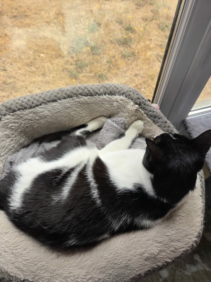 chat
