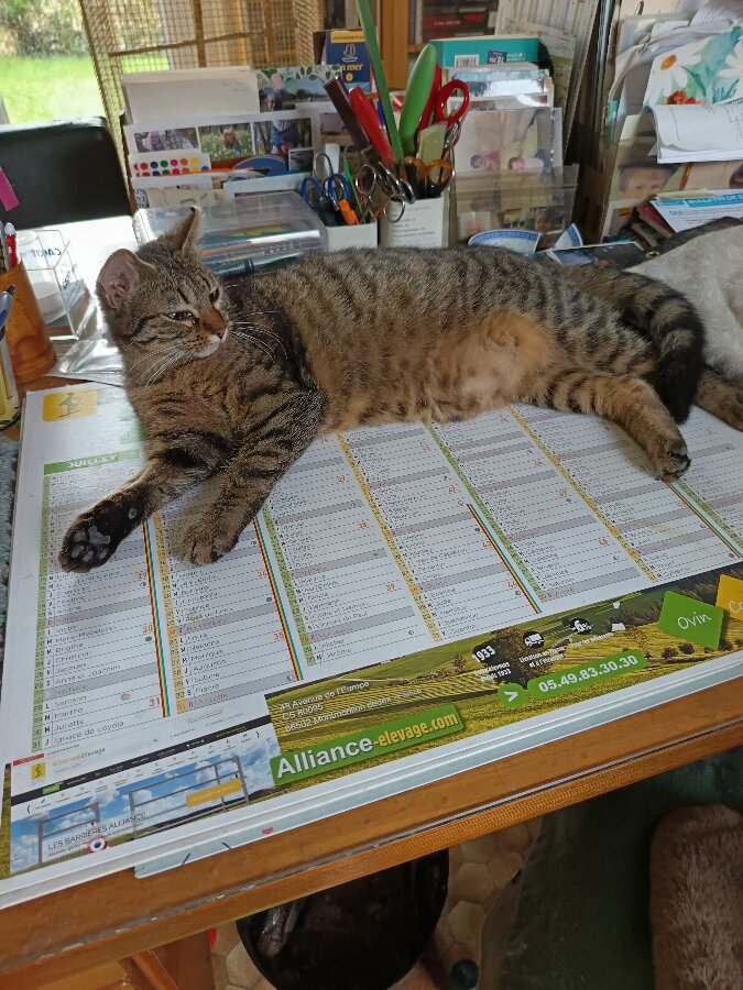 chat