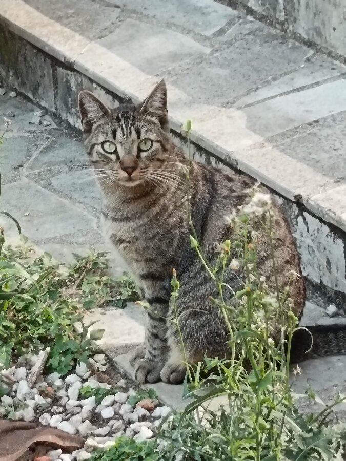 chat