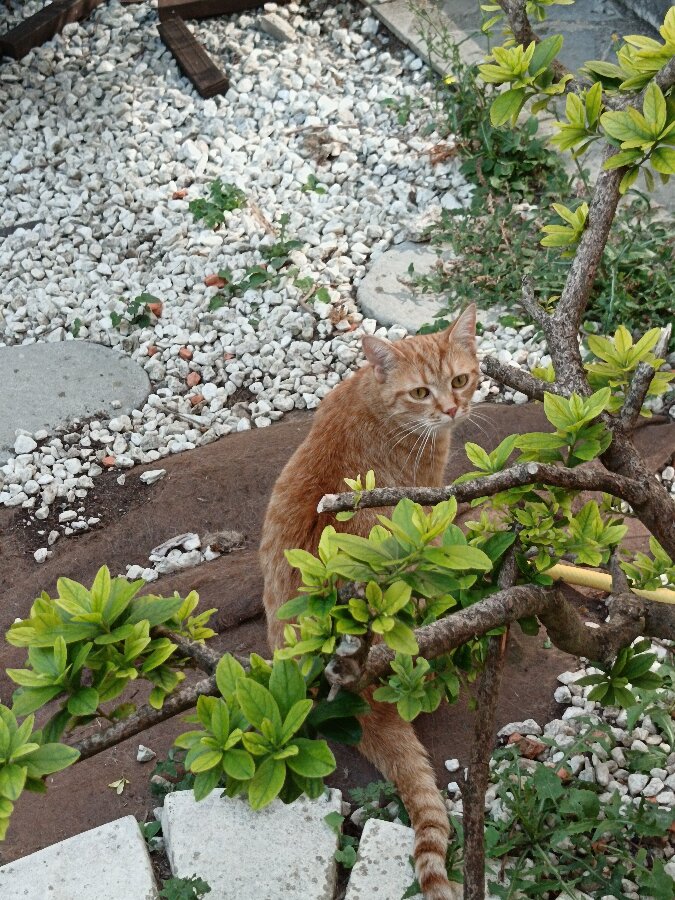 chat