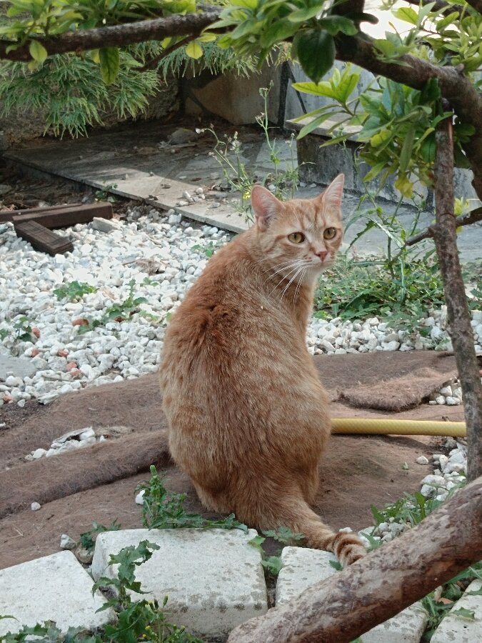 chat
