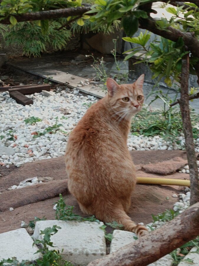 chat