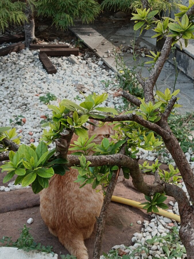 chat