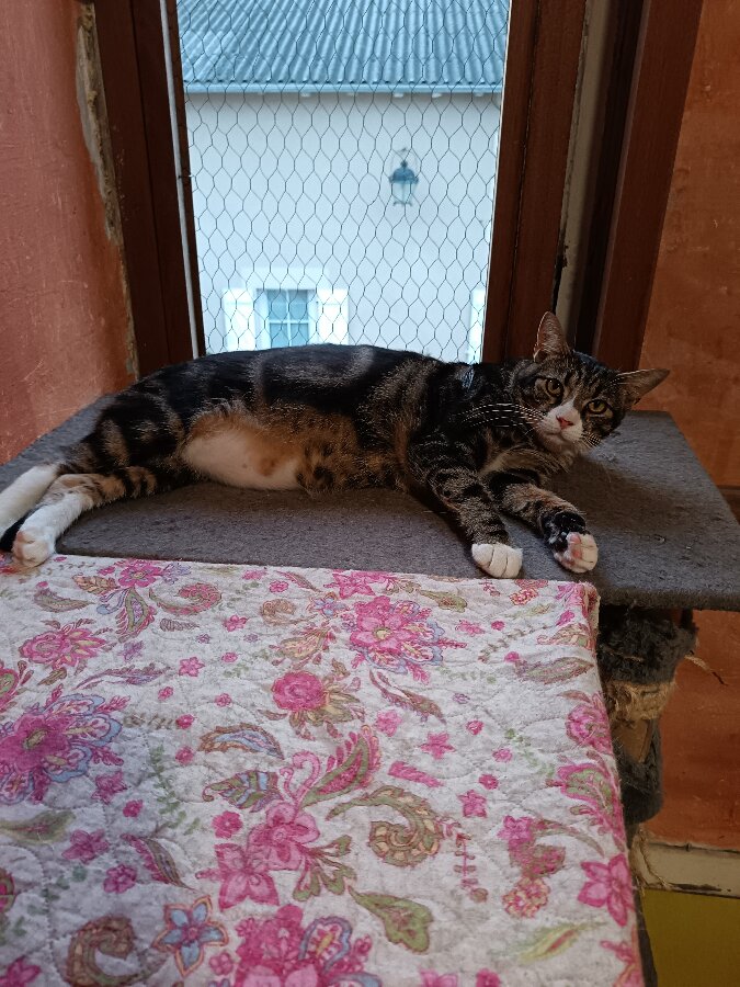 chat