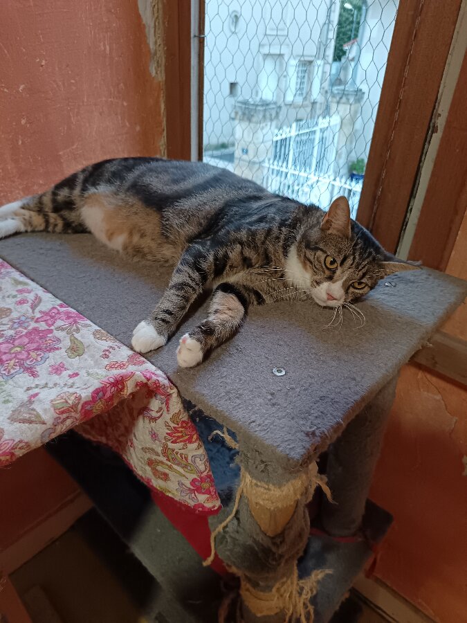 chat