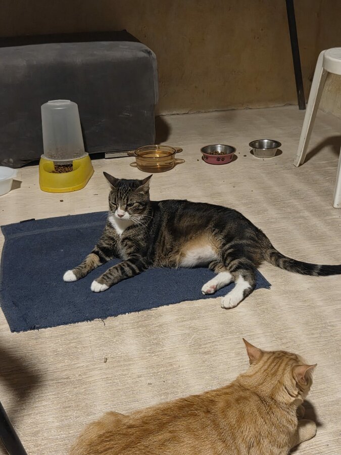 chat