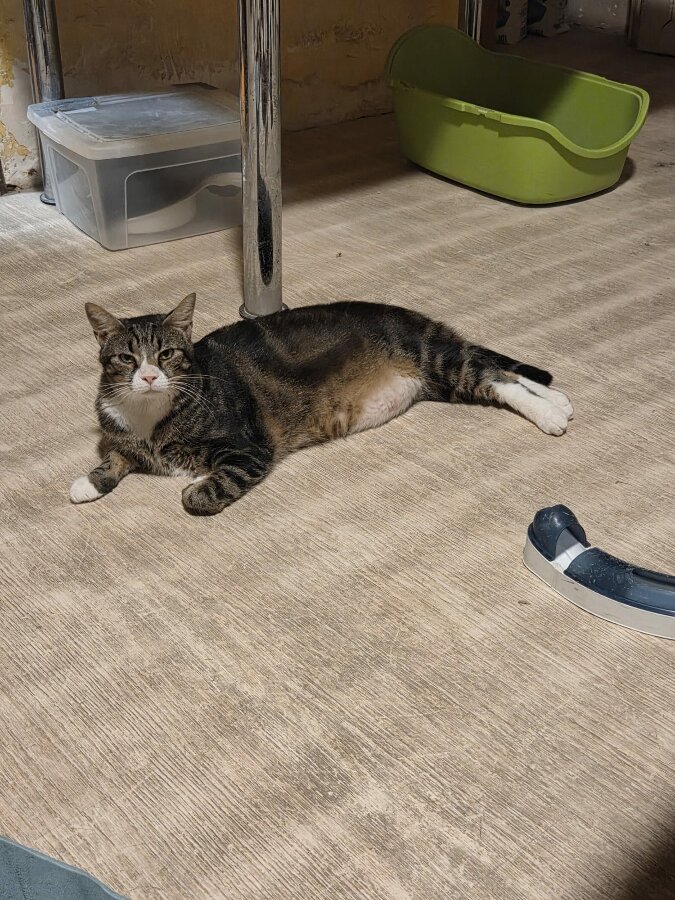 chat