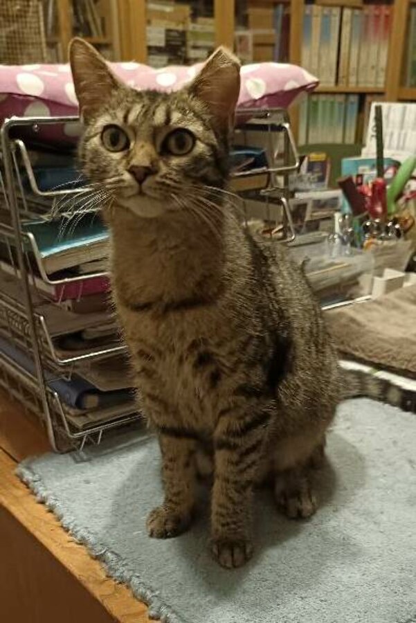 chat