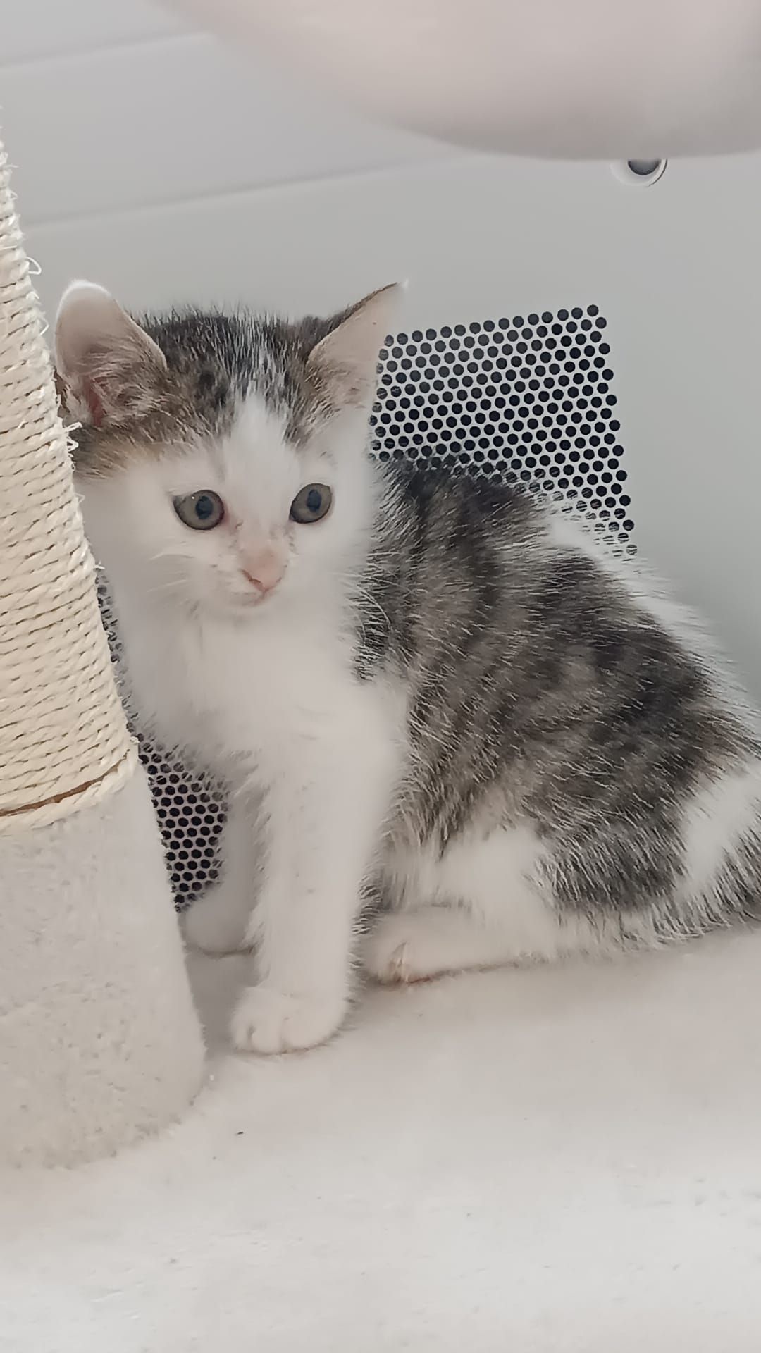 chat