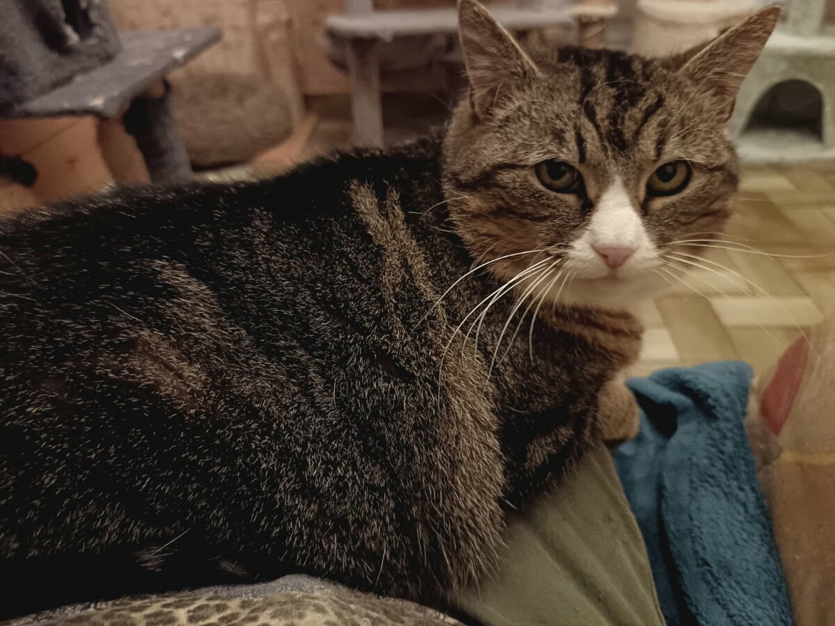 chat