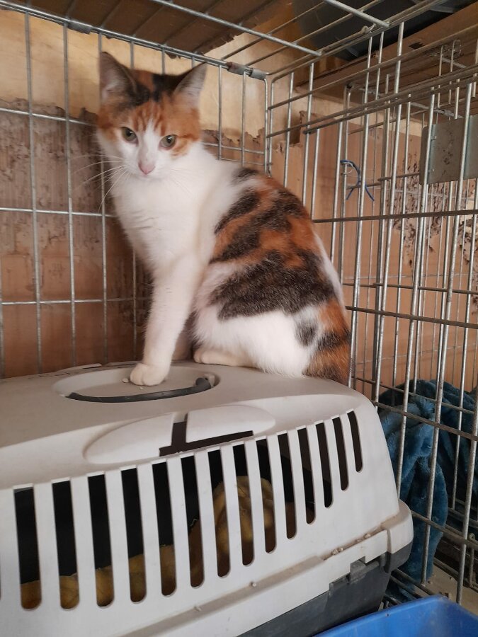 chat