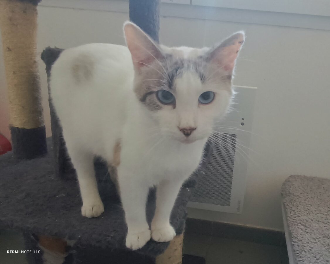 chat