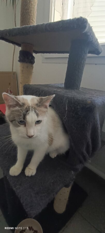 chat