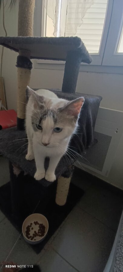 chat