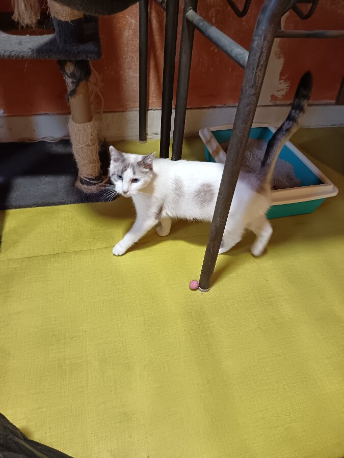 chat