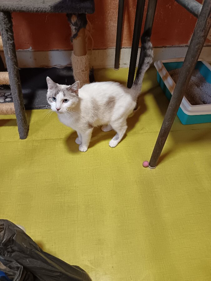 chat
