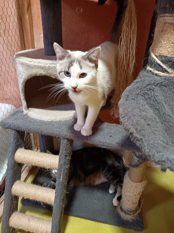 chat