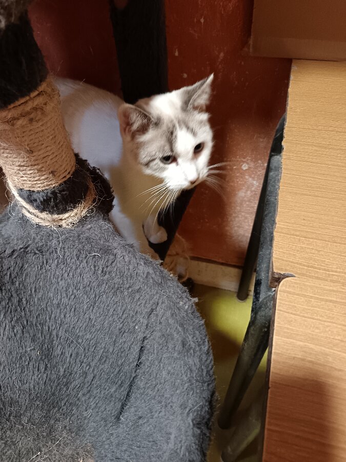 chat
