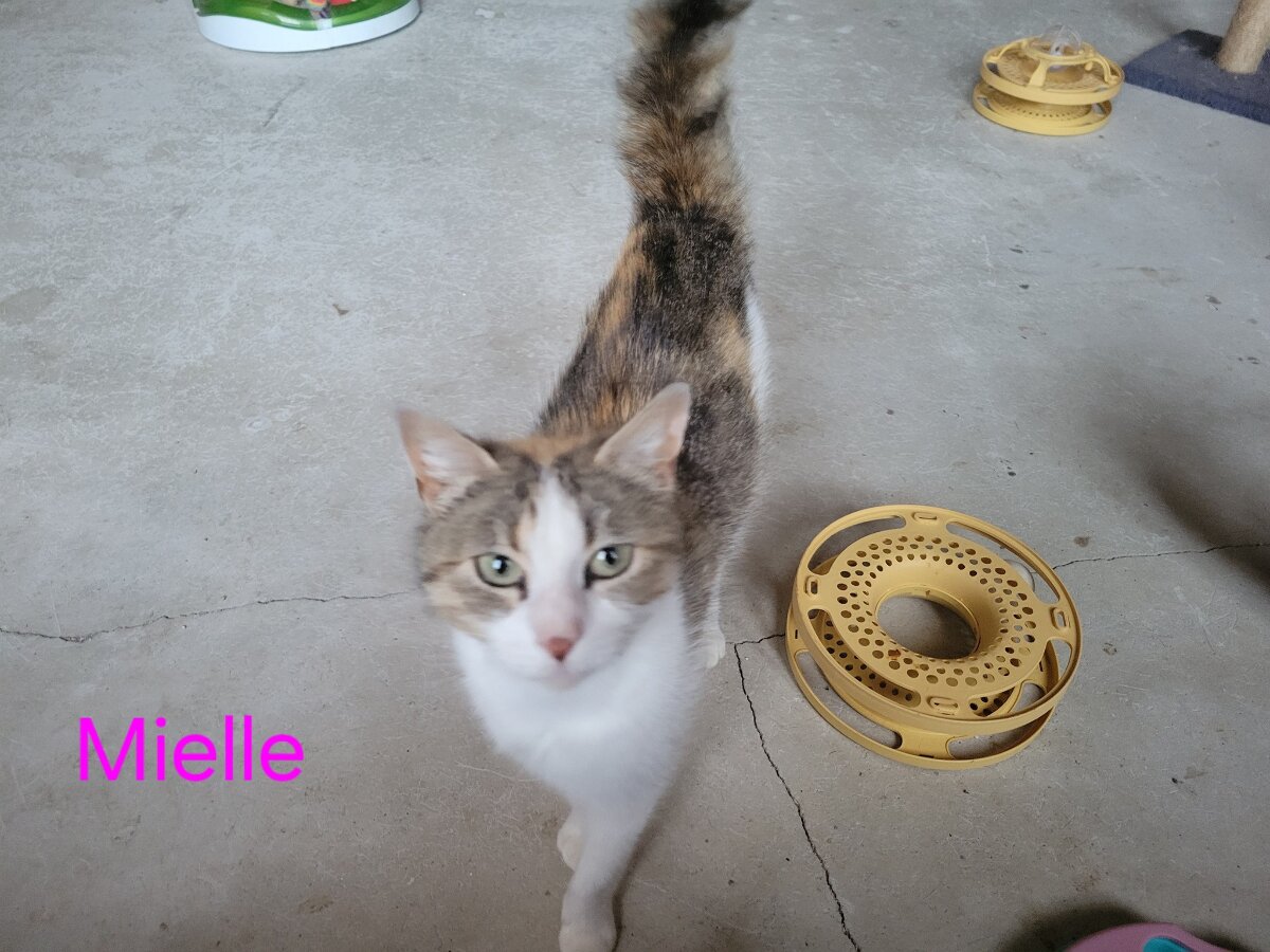 chat