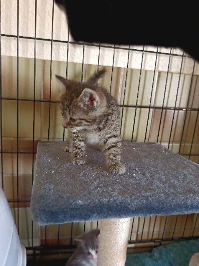 chat