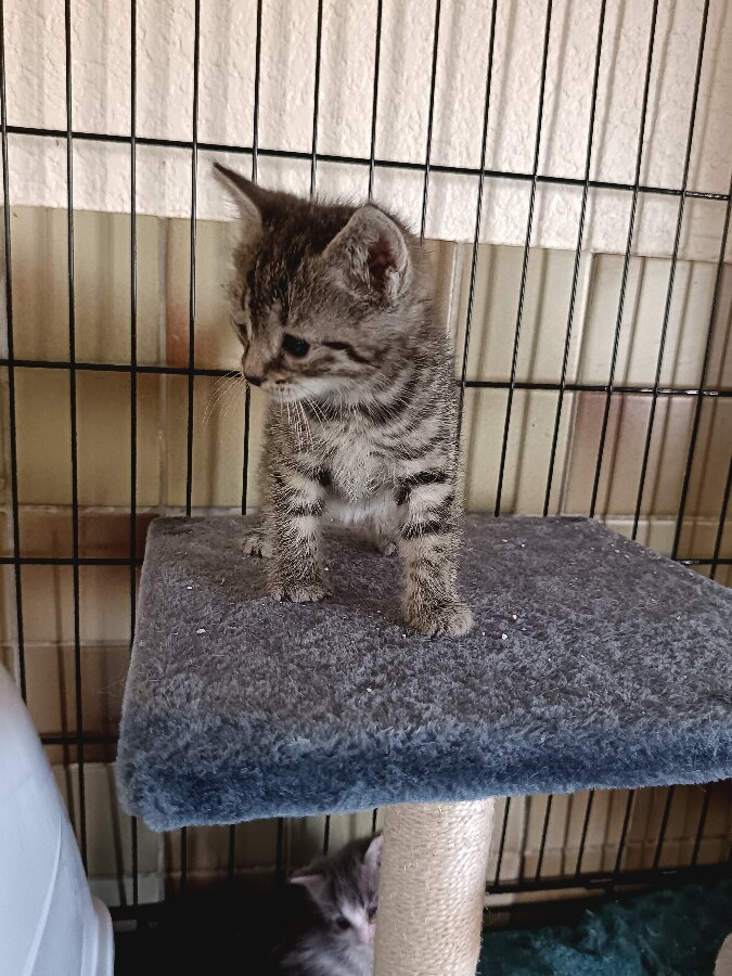 chat