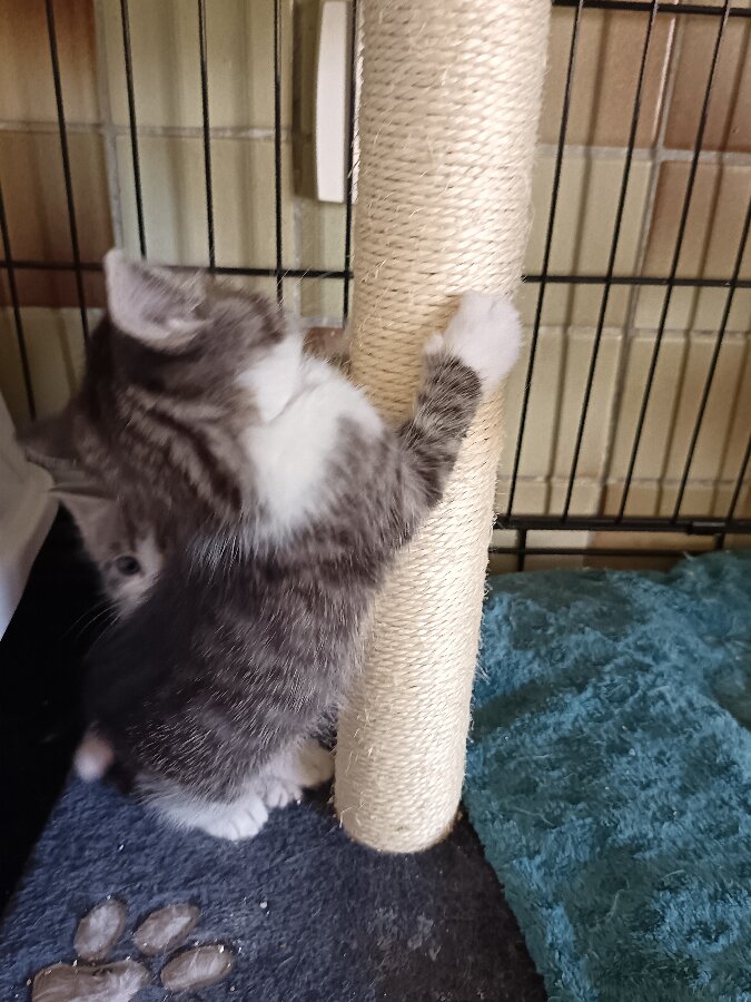 chat