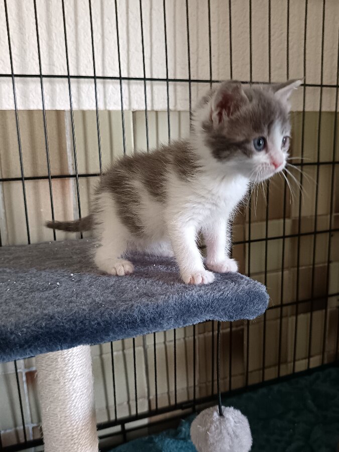 chat