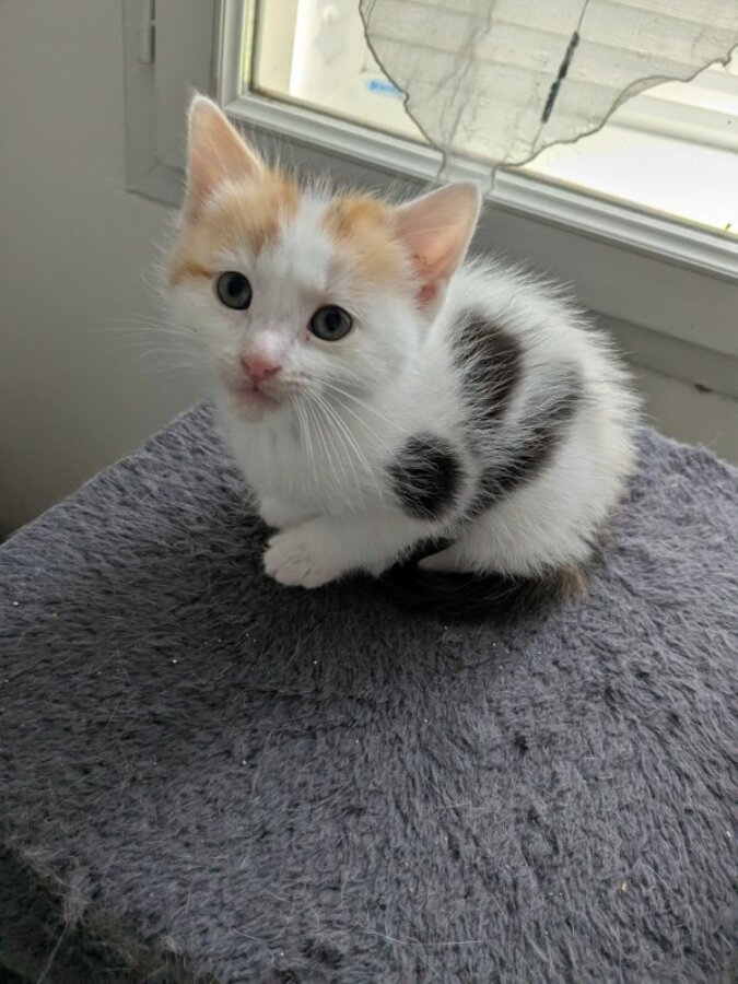 chat