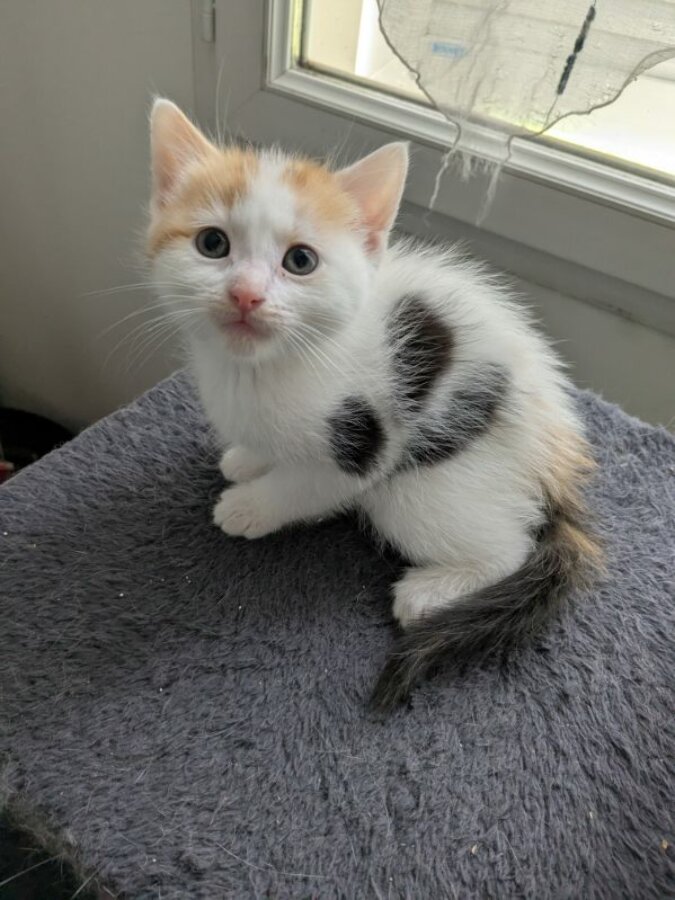 chat