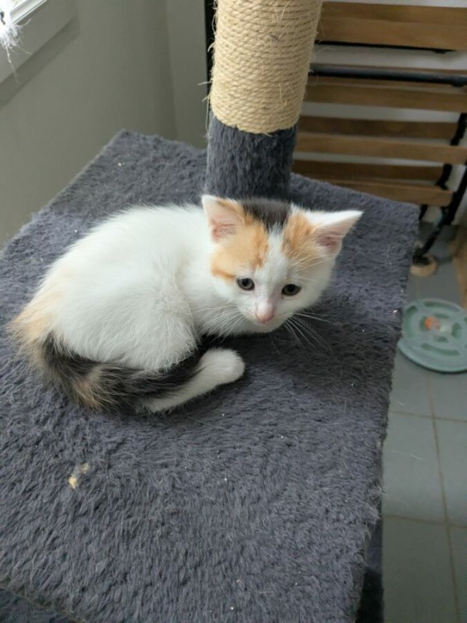 chat