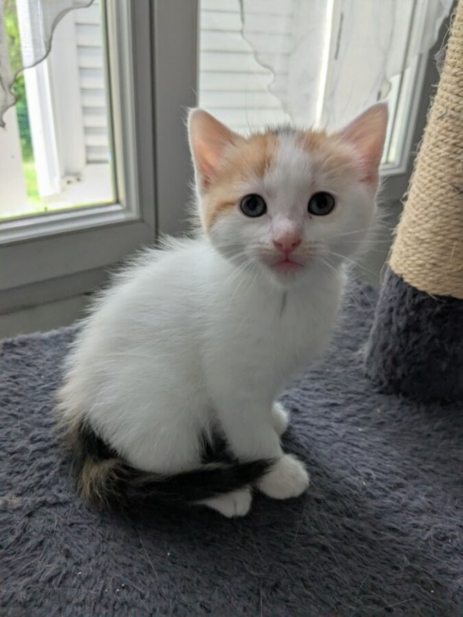 chat