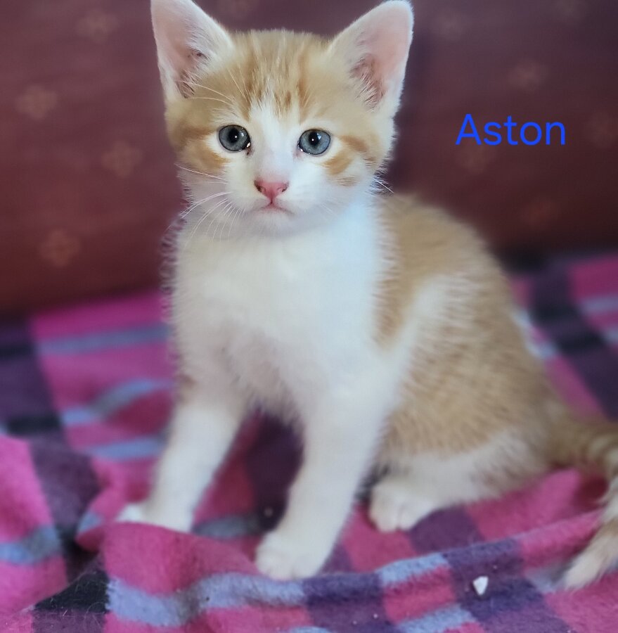 chat