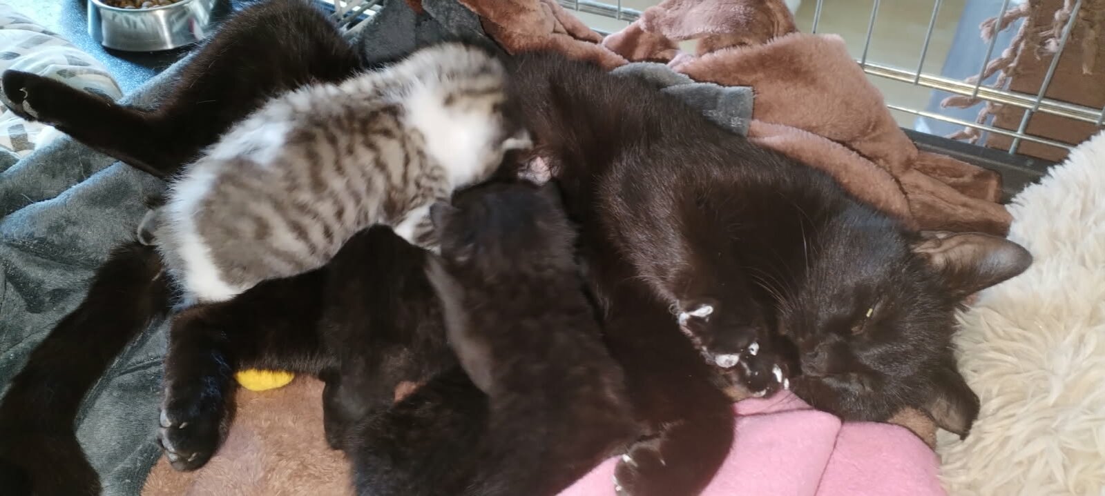 chat