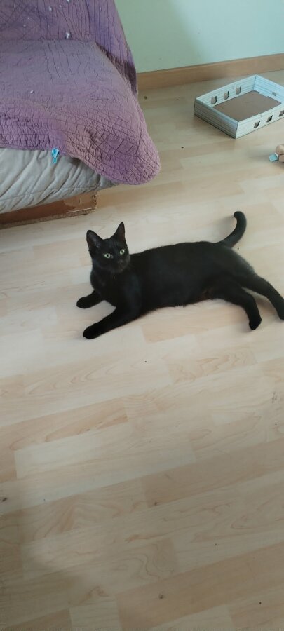 chat