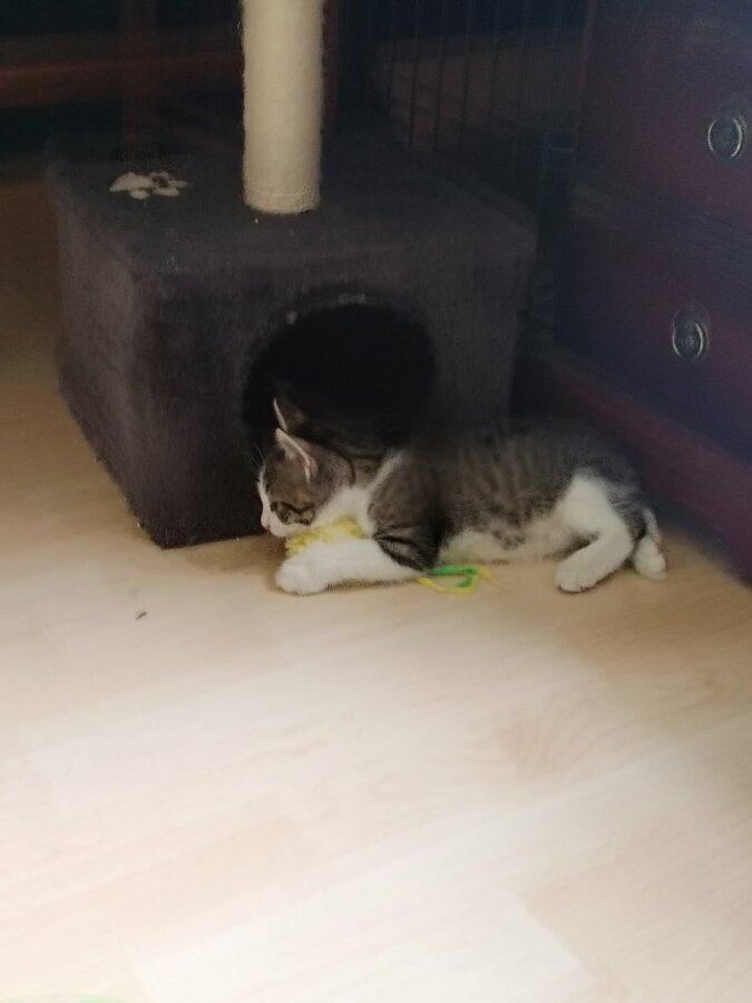 chat