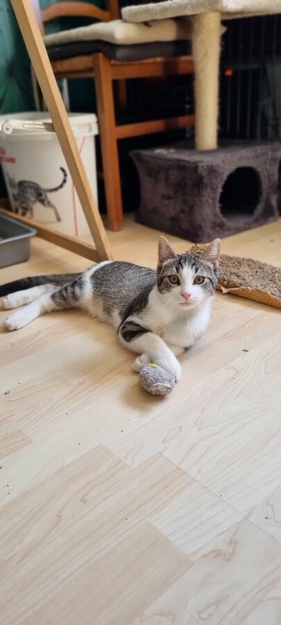 chat